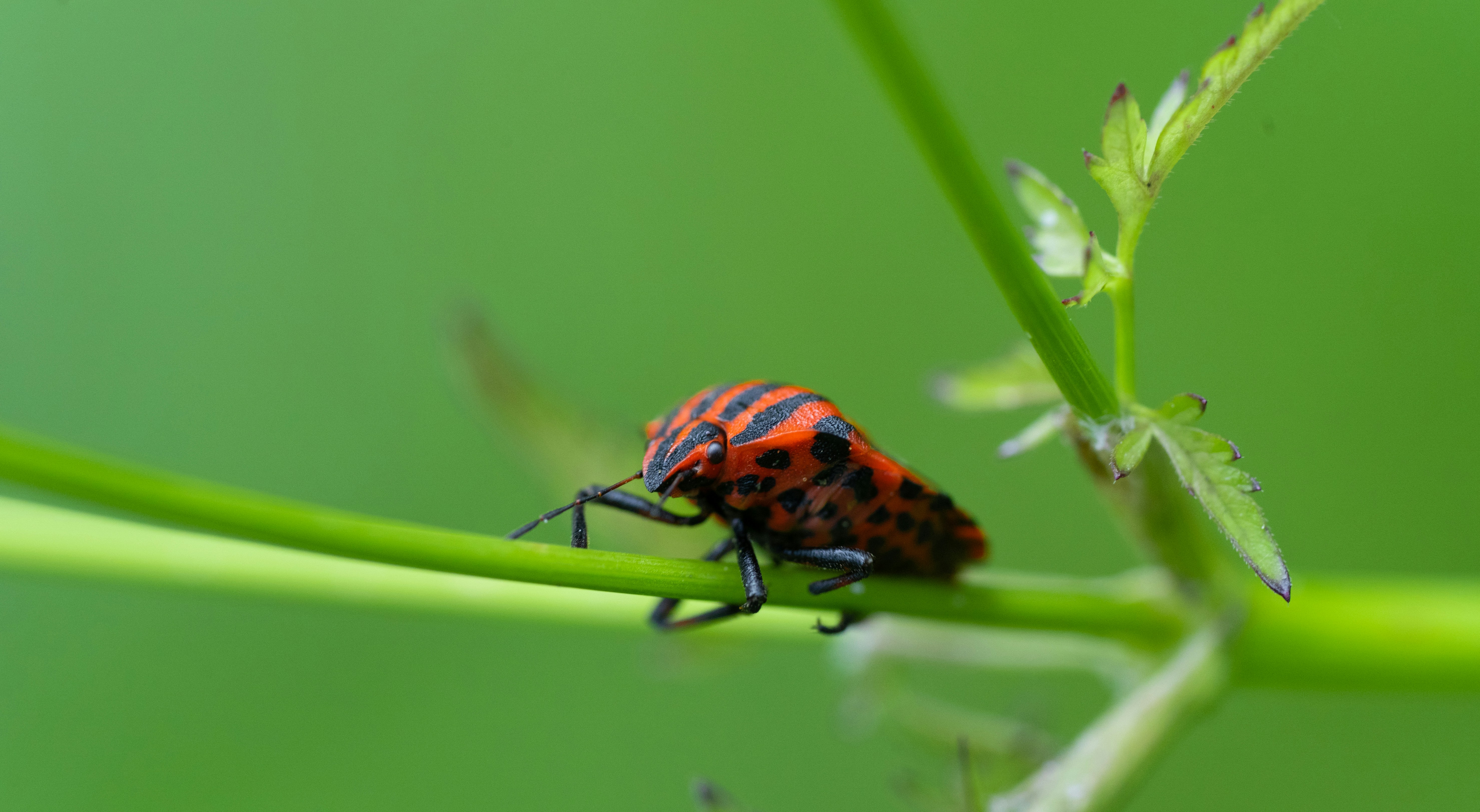 Photo by giorgiiremadze