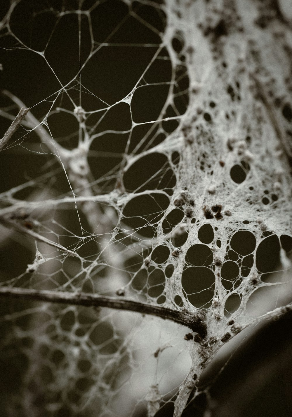 water droplets on spider web in grayscale photography