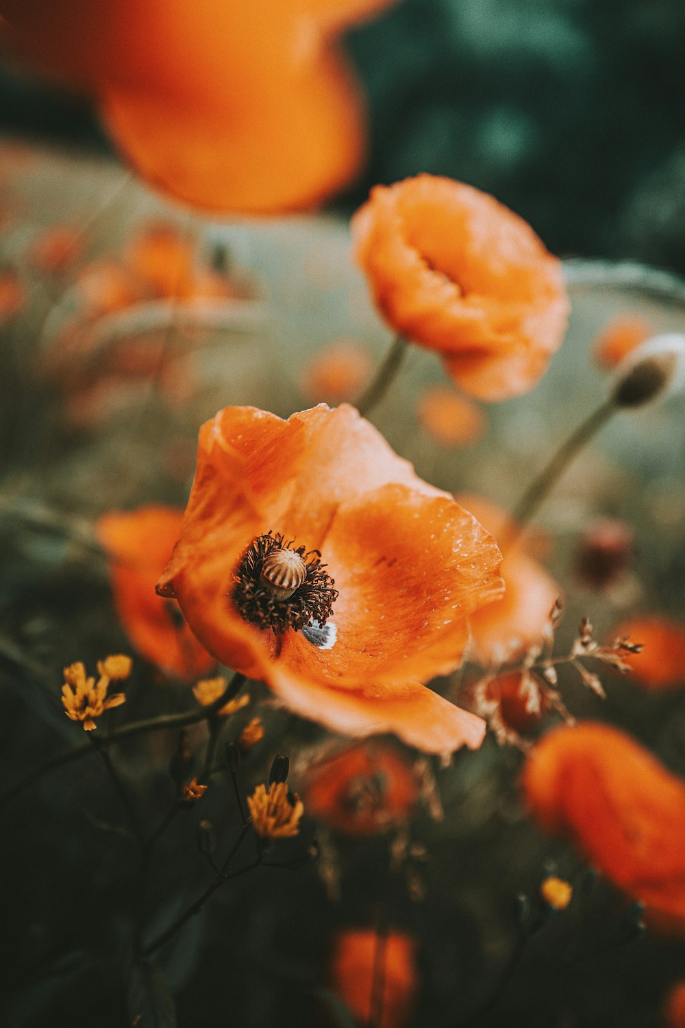 orange flower in tilt shift lens