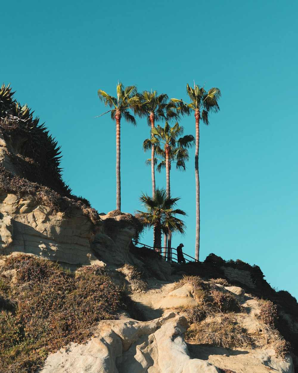 palm tree on brown rocky hill under blue sky during daytime