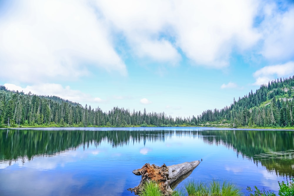 green trees beside lake under white clouds and blue sky during daytime