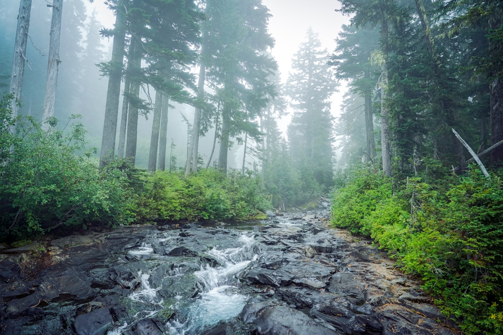 a stream running through a lush green forest