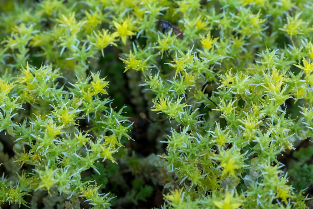 green plant in close up photography