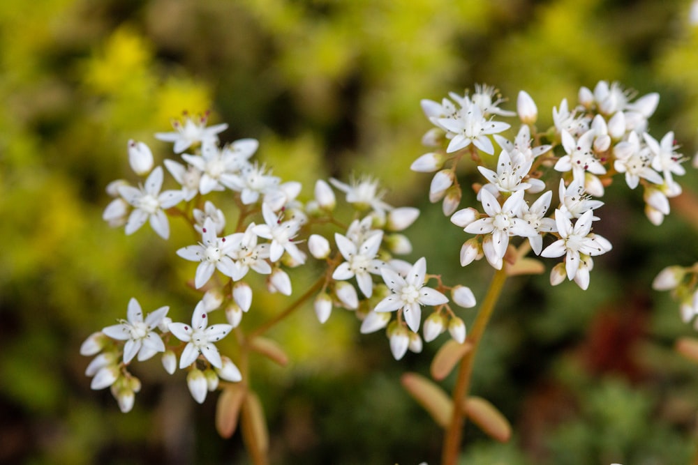 white flowers in tilt shift lens