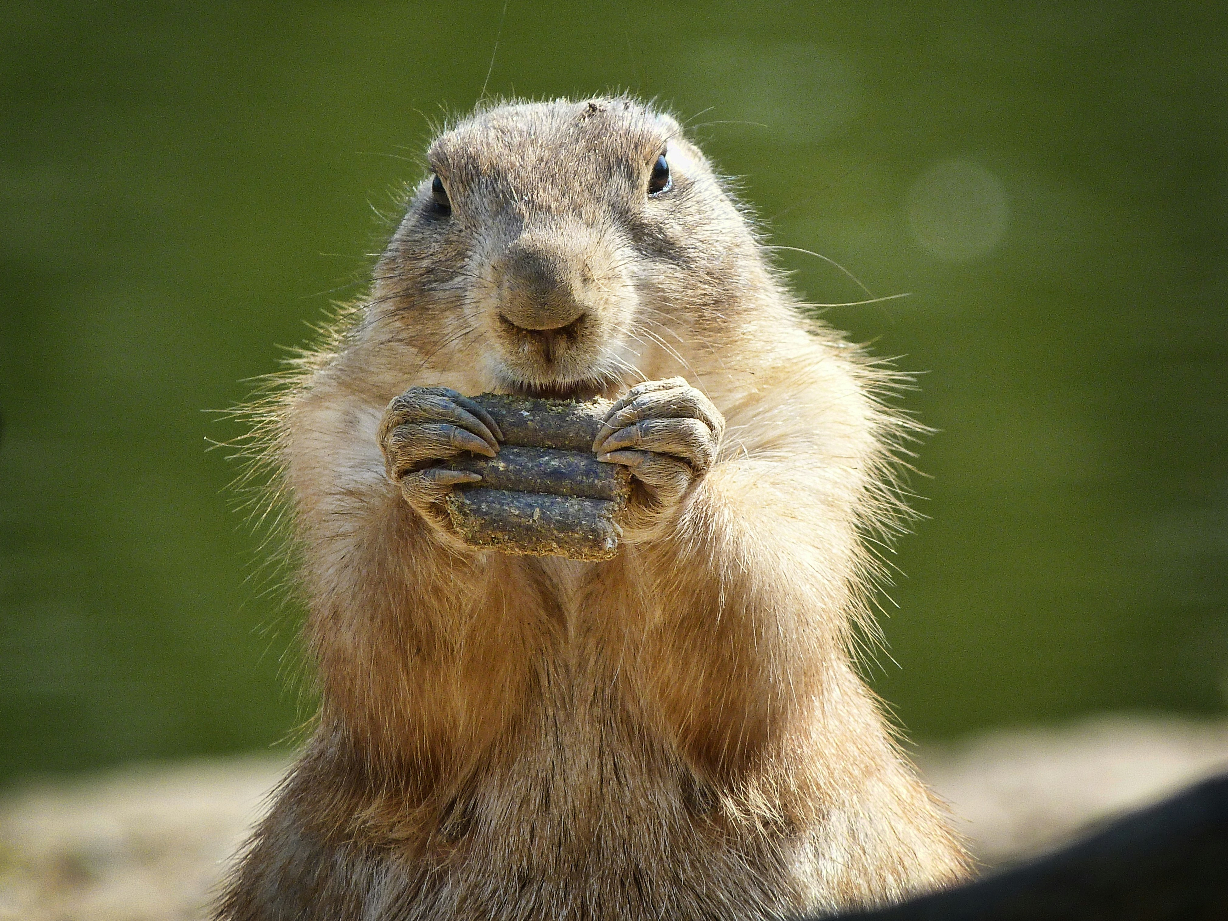 Photo by pikuserukukku