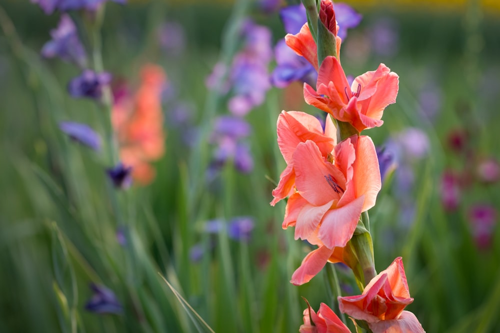 orange and purple flowers in tilt shift lens