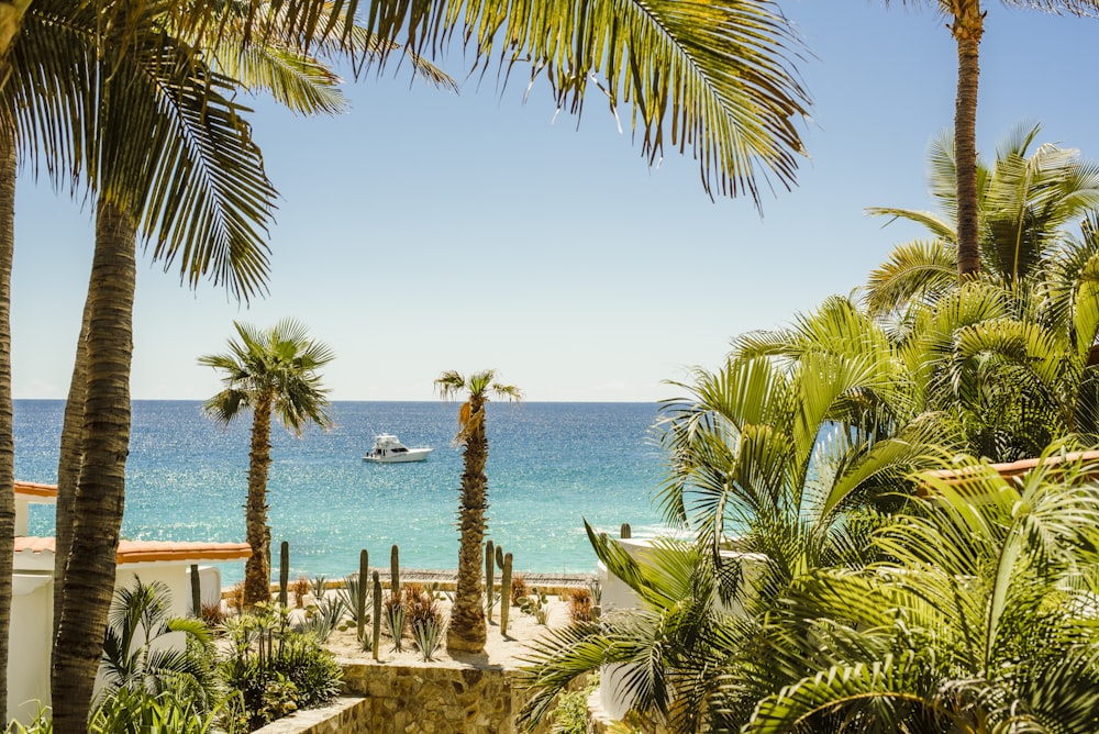 palm trees near body of water during daytime