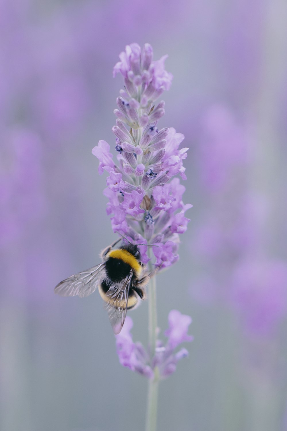 yellow and black bee on purple flower