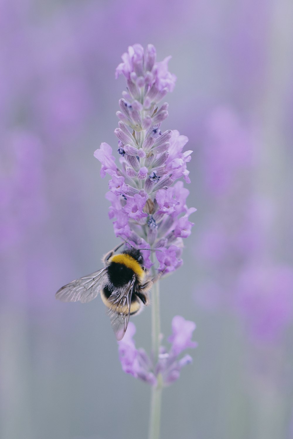 abeja amarilla y negra en flor púrpura