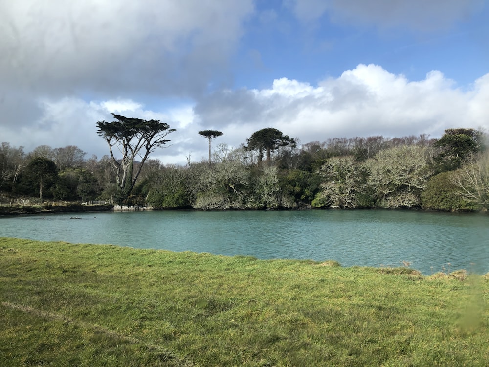 green grass field near body of water during daytime