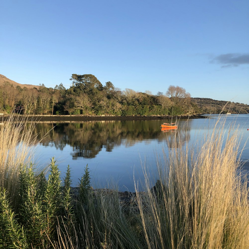 green grass near lake under blue sky during daytime