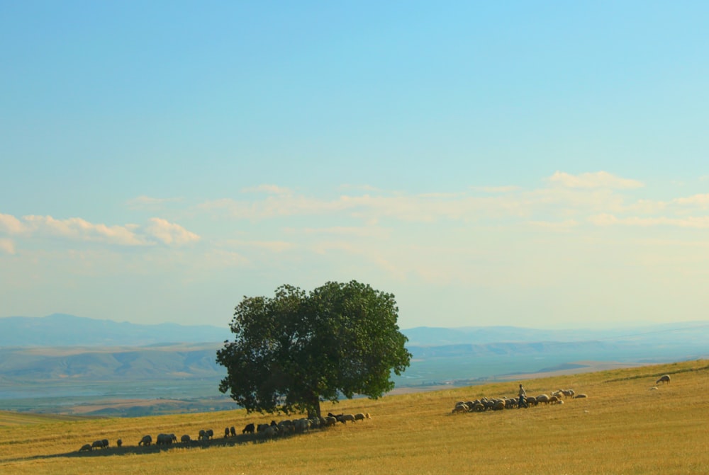 green grass field with trees under blue sky during daytime