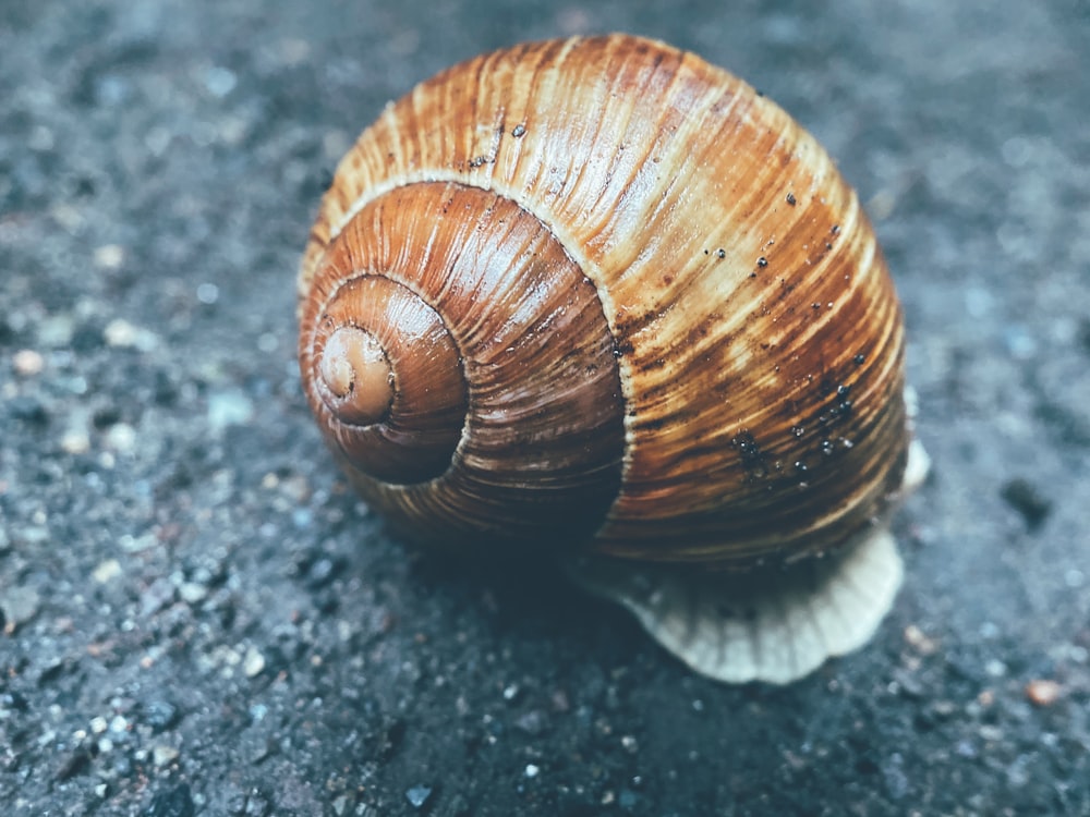 brown snail on black and white surface