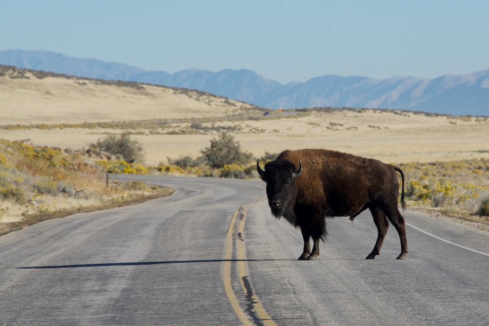 Bisons bruns sur une route asphaltée grise pendant la journée