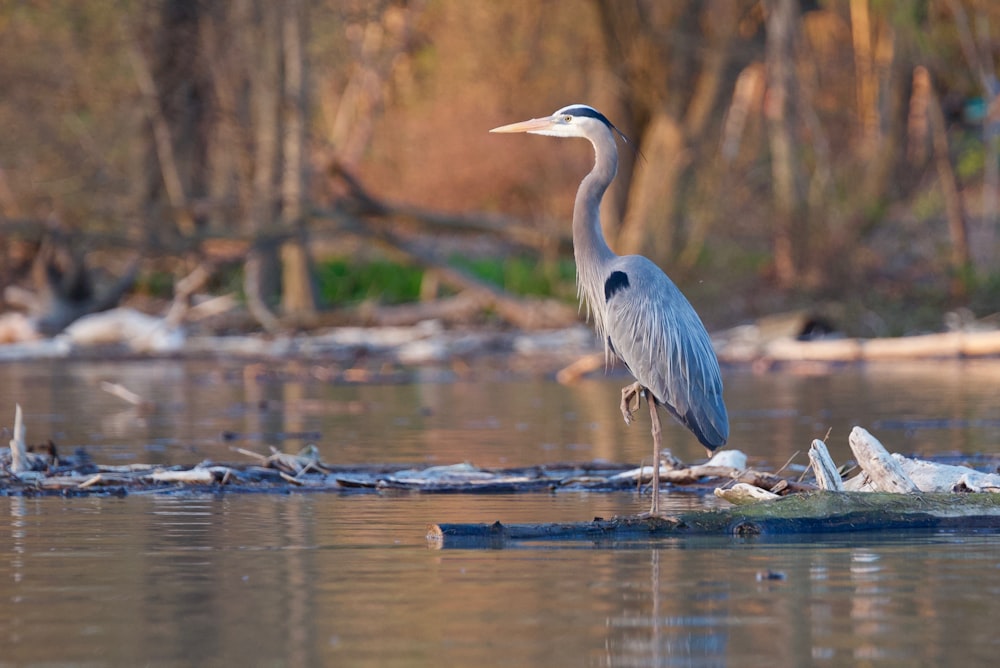 Garza real en muelle de madera marrón durante el día