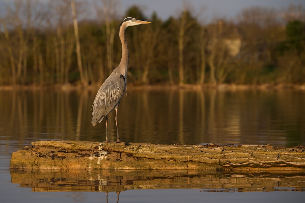 grey heron on brown wooden dock during daytime