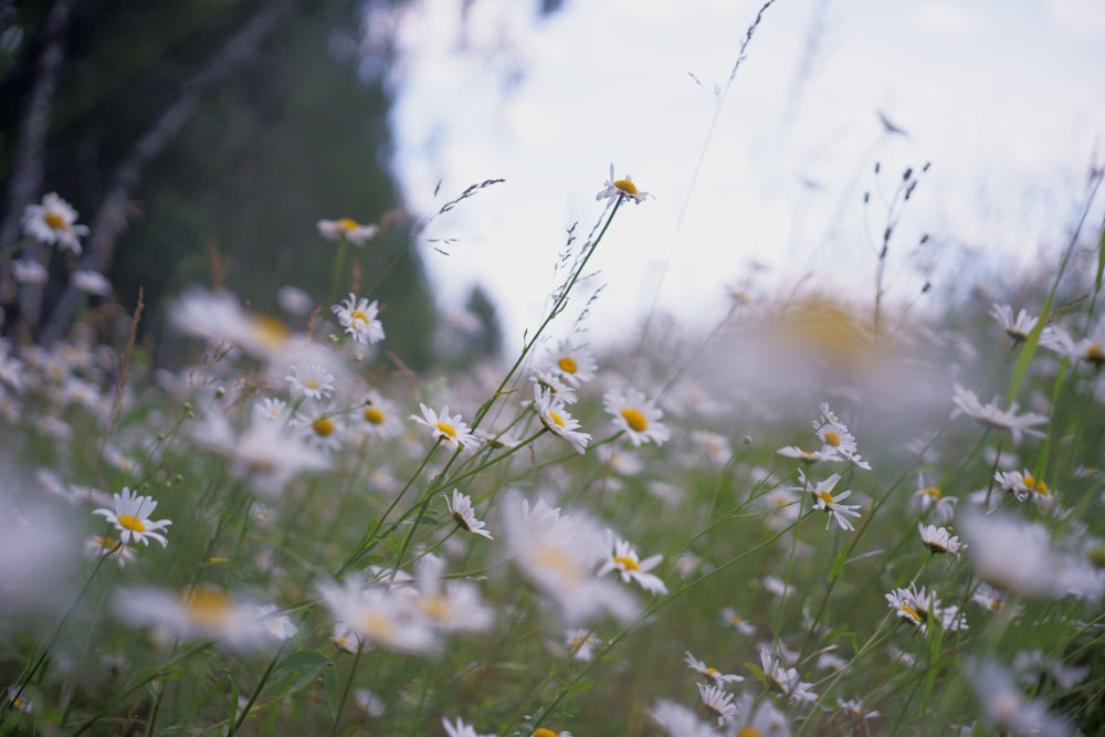 white and yellow flowers on green grass field