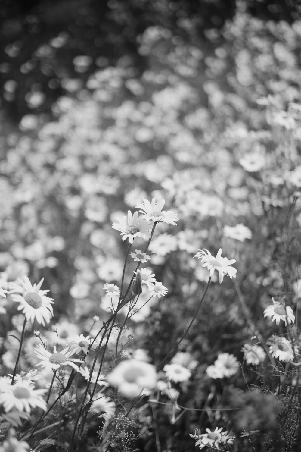 grayscale photo of white flowers