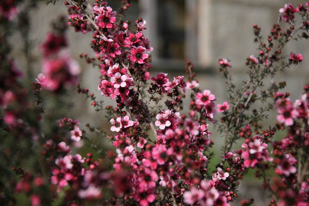 pink and white flowers in tilt shift lens