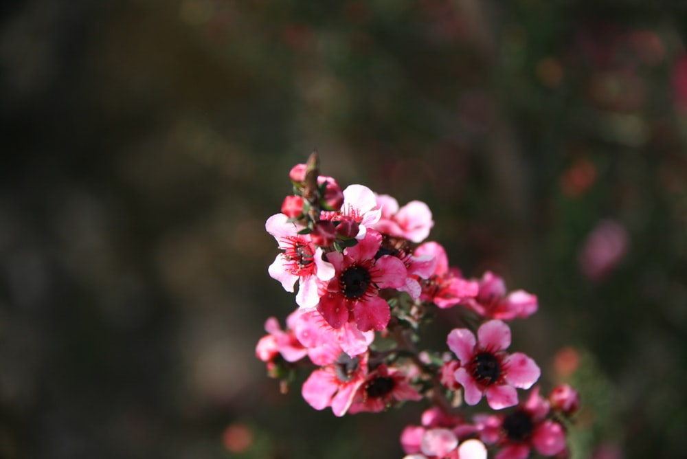 pink flowers in tilt shift lens