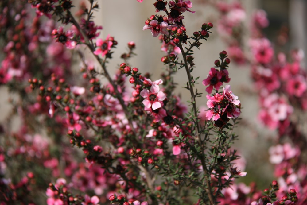 pink and white flowers in tilt shift lens