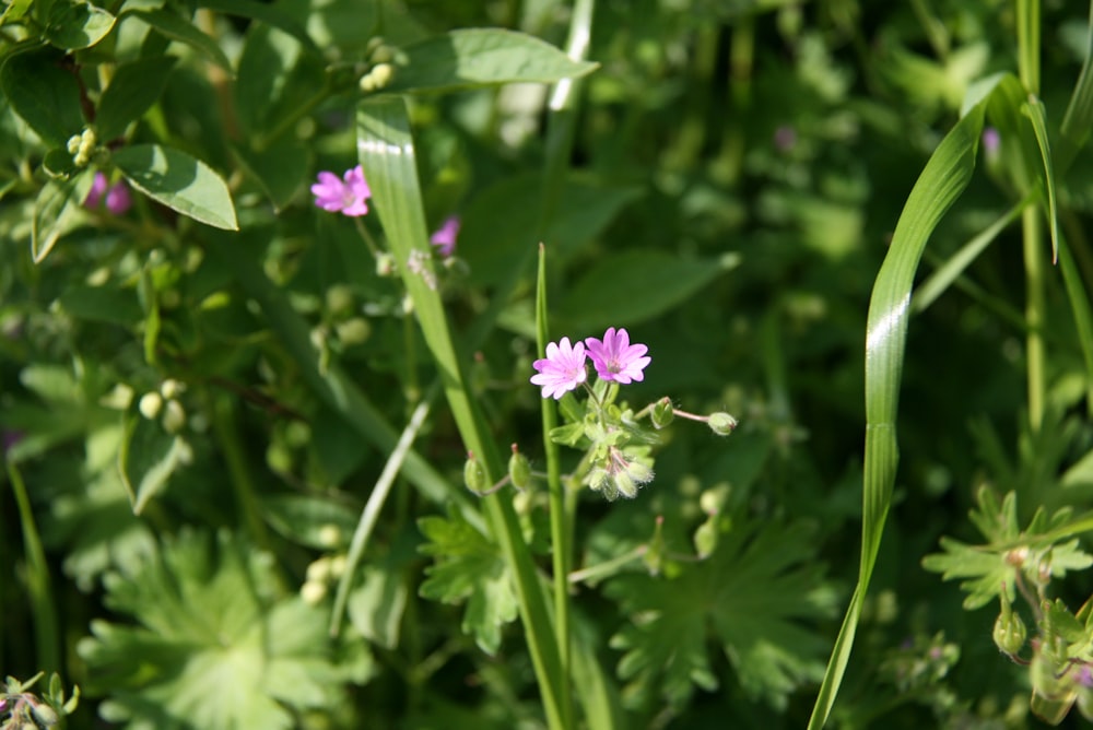 purple flower in tilt shift lens