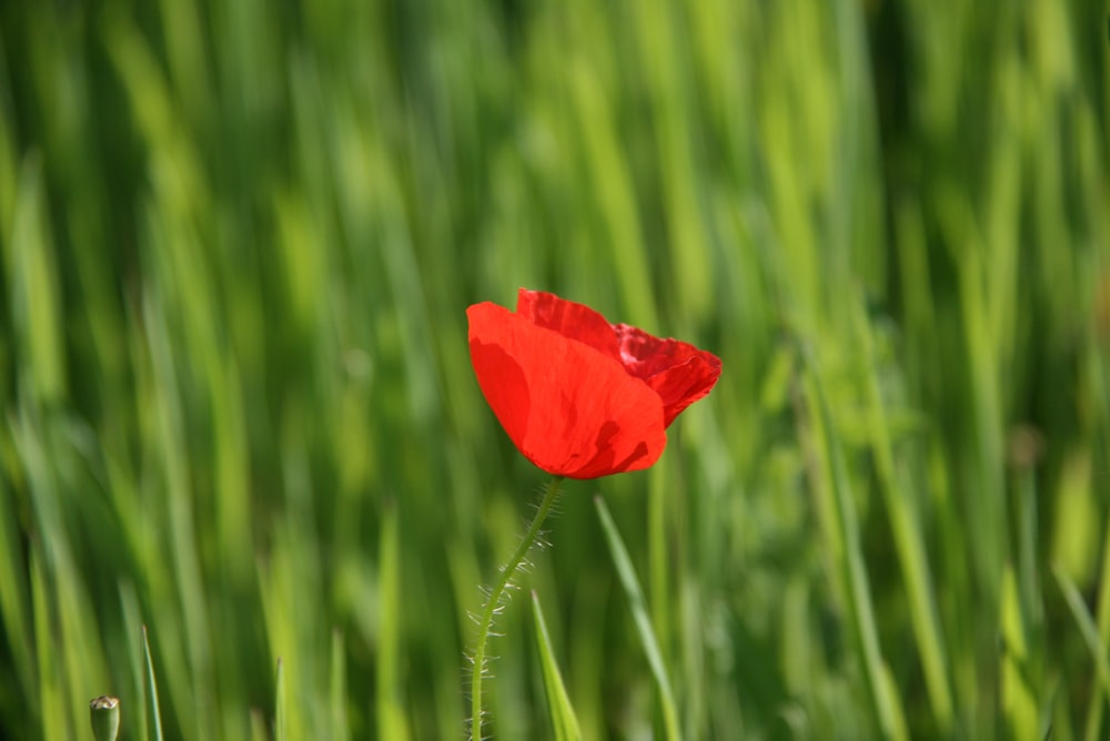 red flower in green grass during daytime