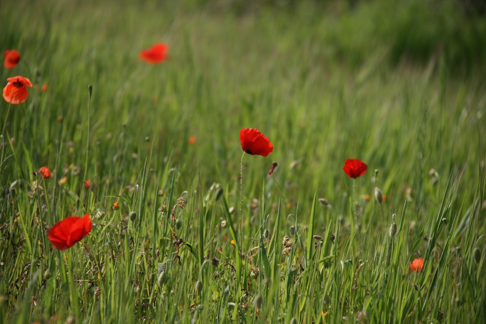 a field full of red flowers and green grass