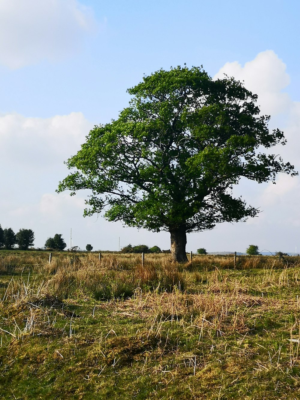 green tree on brown grass field during daytime