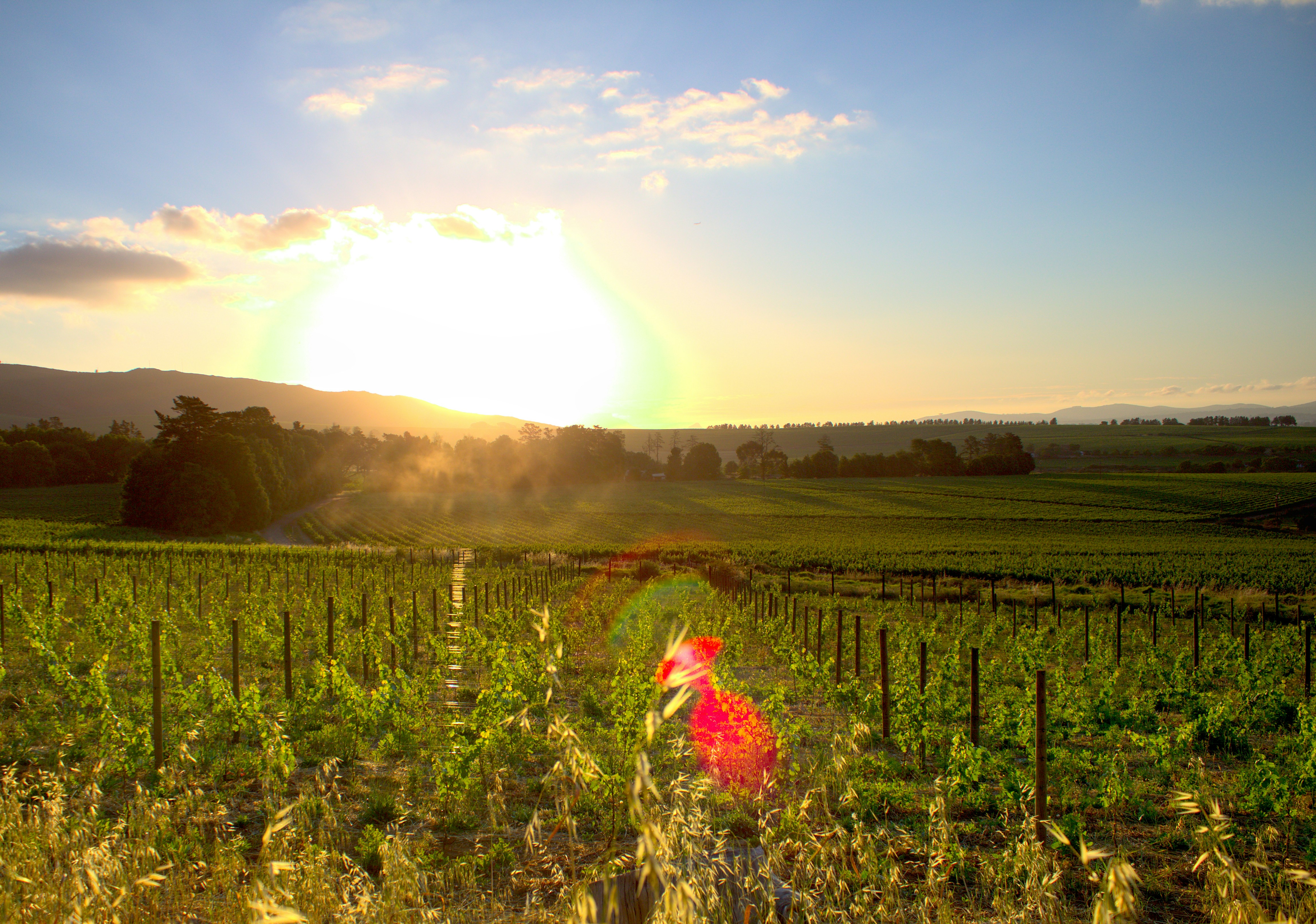 Vineyard landscape at sunset with rows of grapevines and golden light