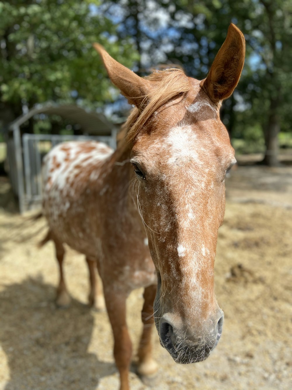 brown and white horse standing on brown soil during daytime