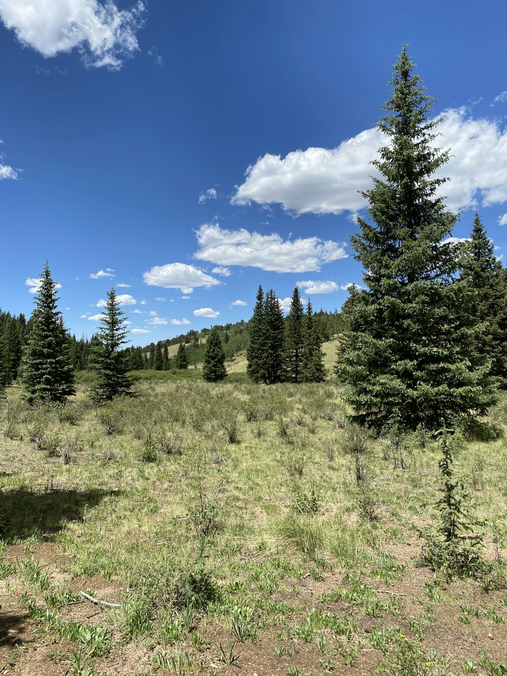 green trees on green grass field under blue sky during daytime