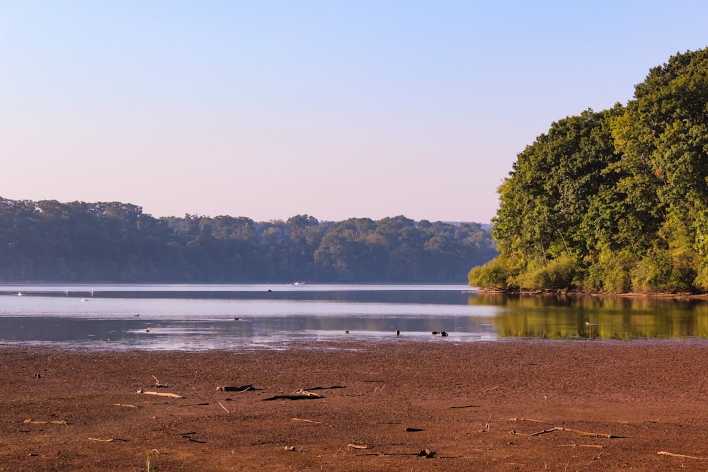 green trees beside body of water during daytime