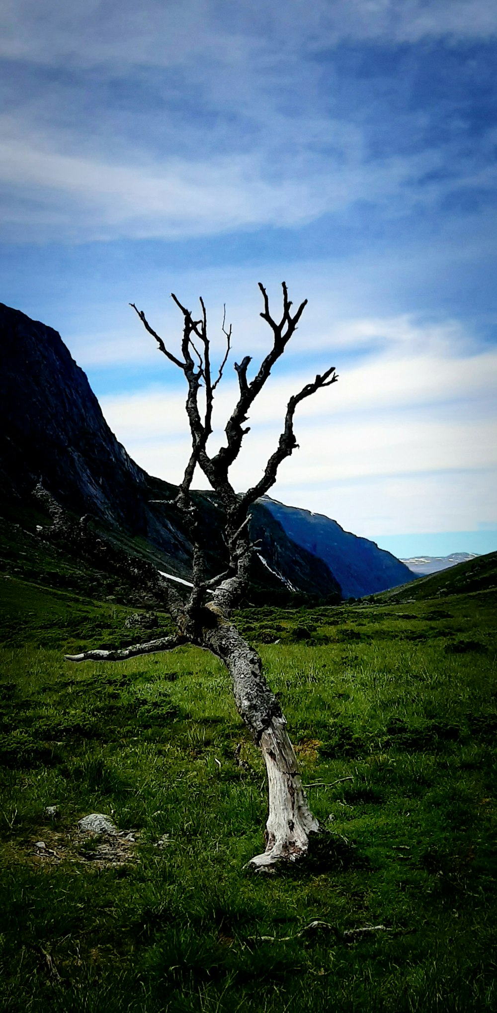 bare tree on green grass field near mountain during daytime