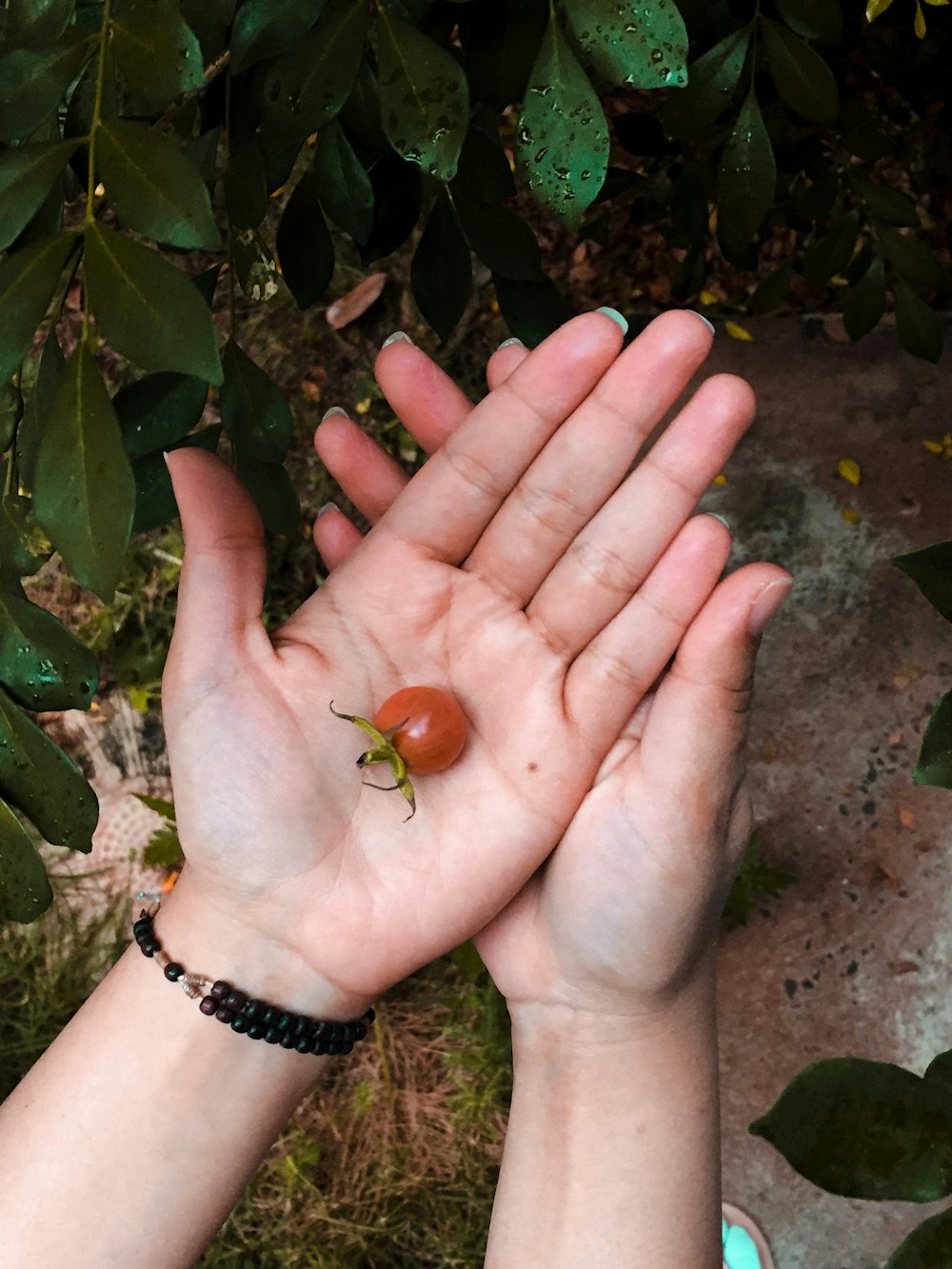 Persona sosteniendo una fruta redonda marrón