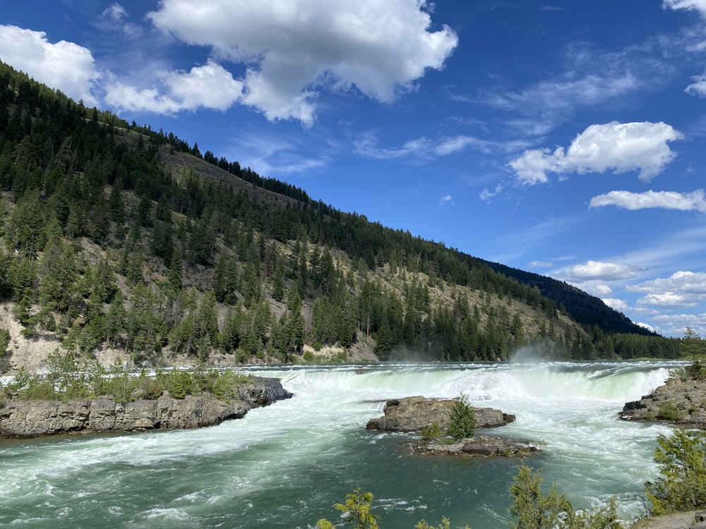 green trees near river under blue sky during daytime