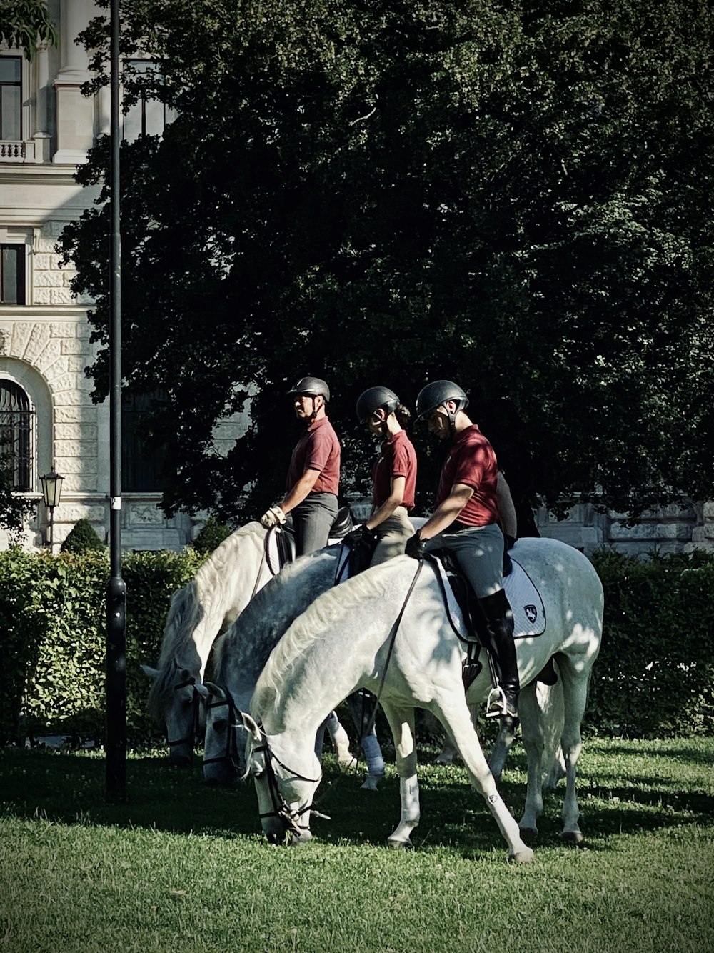 Femme chevauchant un cheval blanc sur un champ d’herbe verte pendant la journée