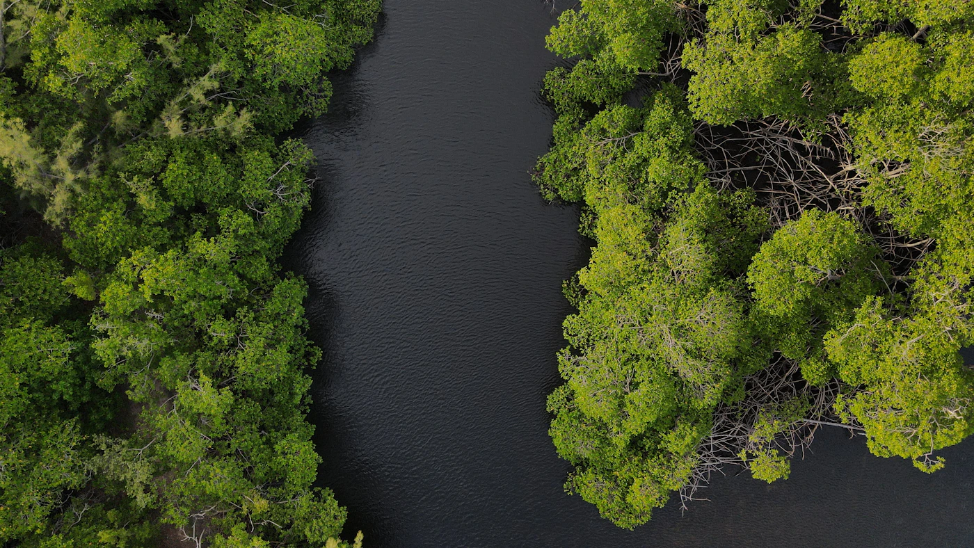 A river through green mangroves in the North Miami area