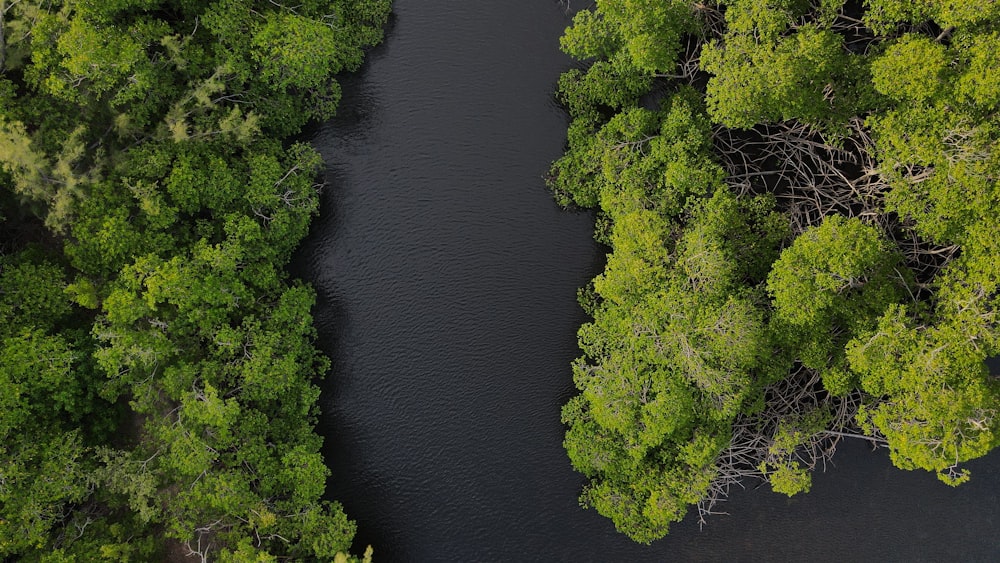 a river running through a lush green forest