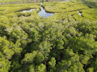 A vibrant aerial view of a lush Nigerian forest with IoT sensors visibly monitoring the environment.