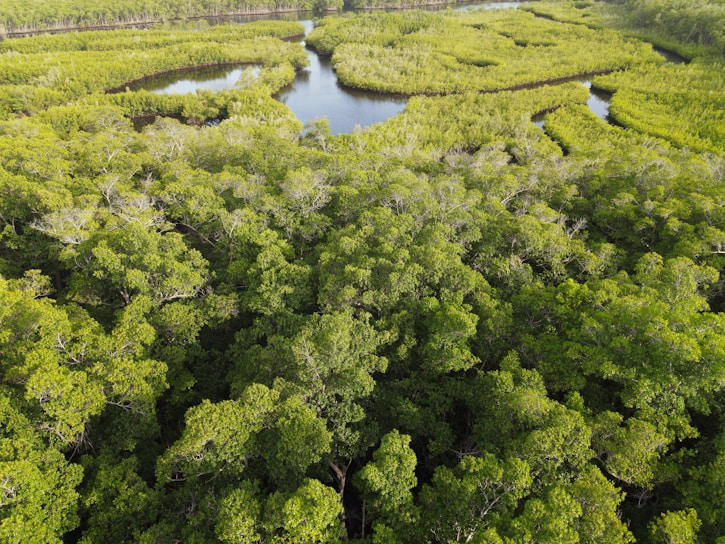 Aerial view of a dense, lush green forest with a network of waterways weaving through it, forming intricate patterns. The verdant canopy of trees is vibrant and expansive, stretching towards the horizon.