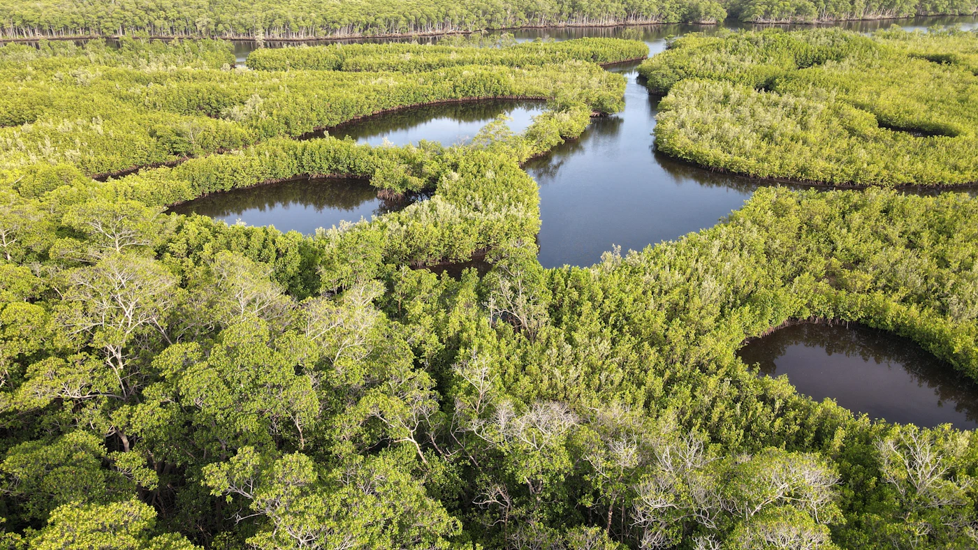 An aerial view of mangrove forest and tidal pools in northeast Miami-Dade.