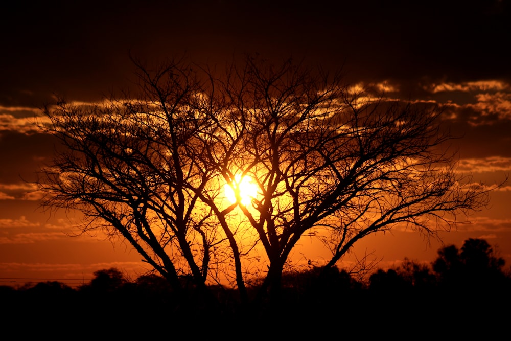 silhouette of trees during sunset