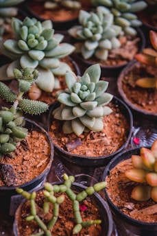 green cactus plant on brown clay pot