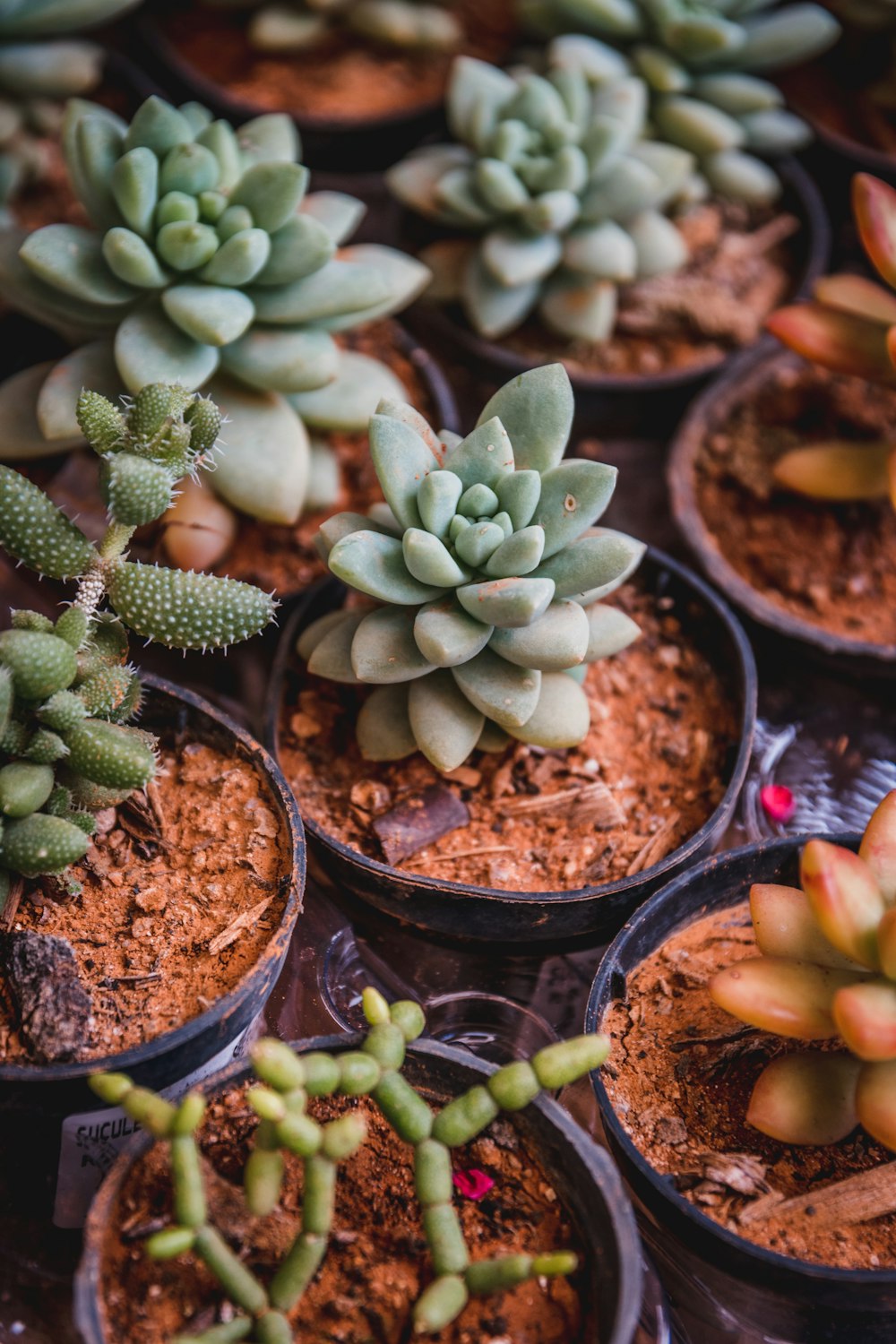 green cactus plant on brown clay pot