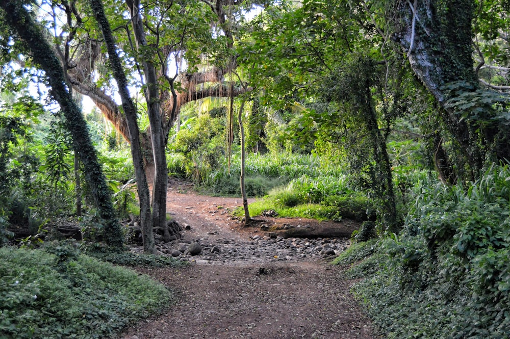 green trees and plants during daytime