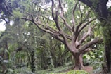 A large, sprawling tree with numerous thick, twisting branches is surrounded by dense green foliage. The tree's trunk is sturdy and extends outward in several directions, forming an intricate network of branches. The surrounding environment is lush and vibrant, indicating a healthy forest ecosystem.