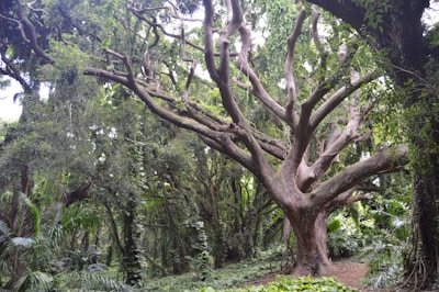 A large, sprawling tree with numerous thick, twisting branches is surrounded by dense green foliage. The tree's trunk is sturdy and extends outward in several directions, forming an intricate network of branches. The surrounding environment is lush and vibrant, indicating a healthy forest ecosystem.