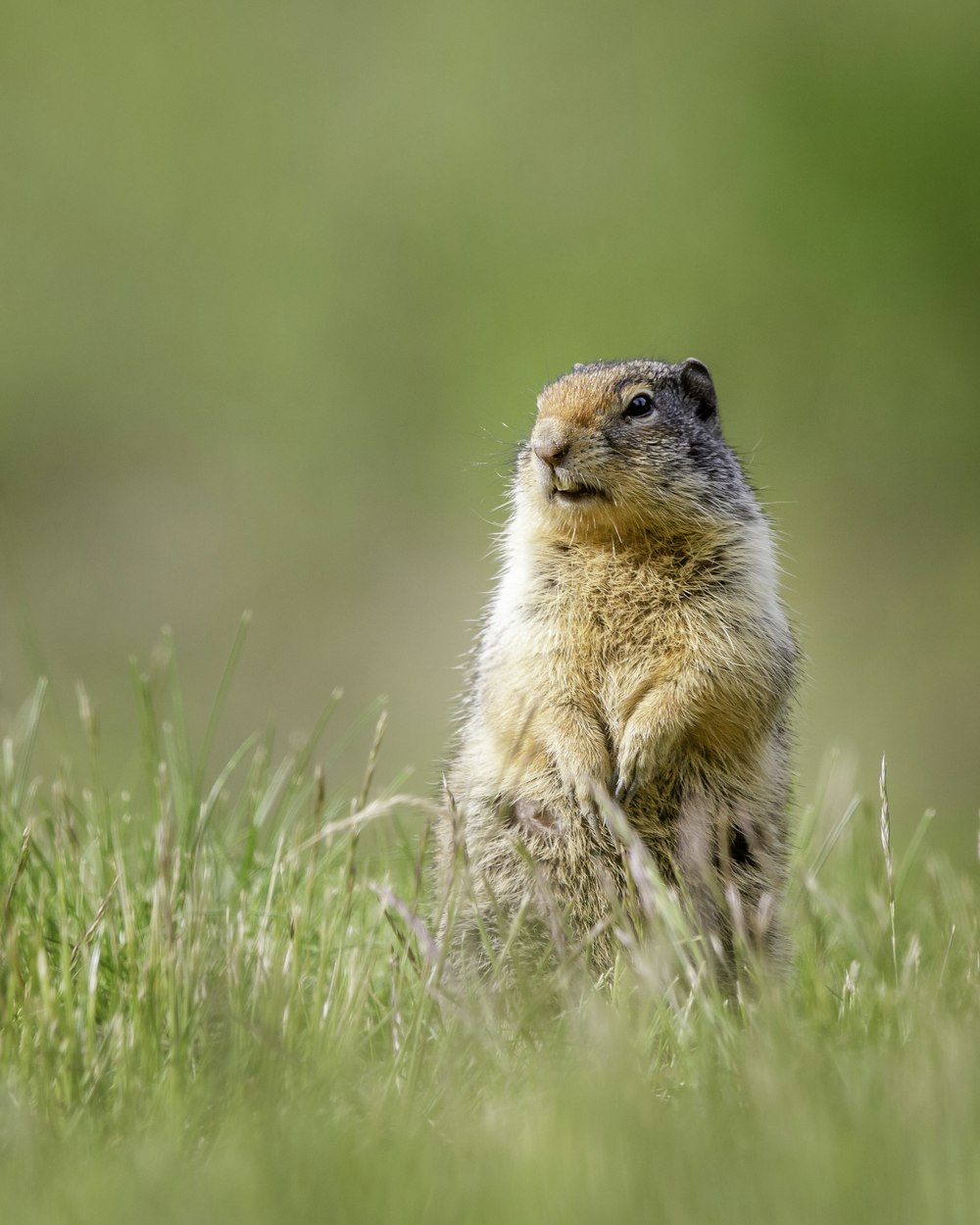 brown rodent on green grass during daytime