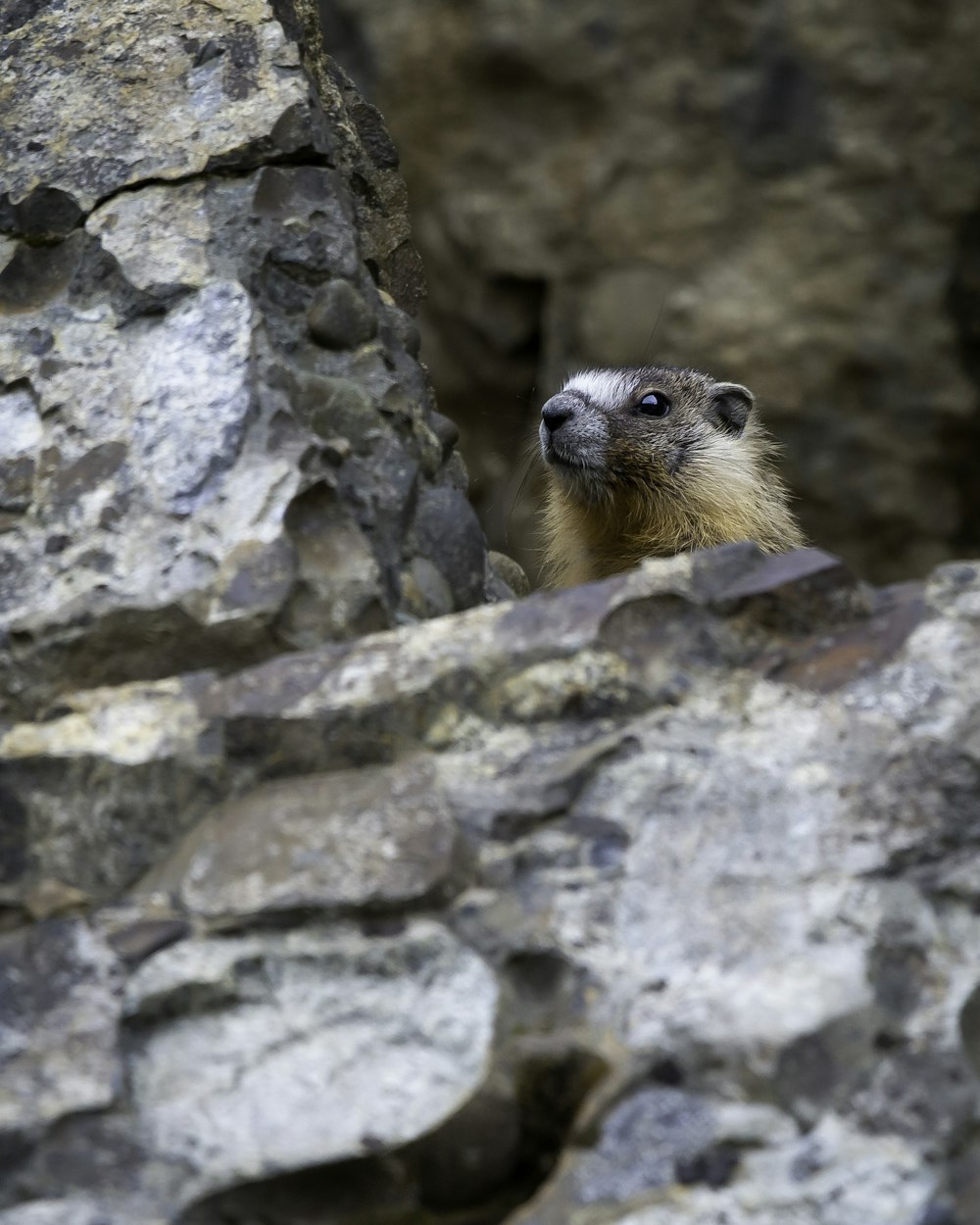 roedor marrom na rocha cinzenta